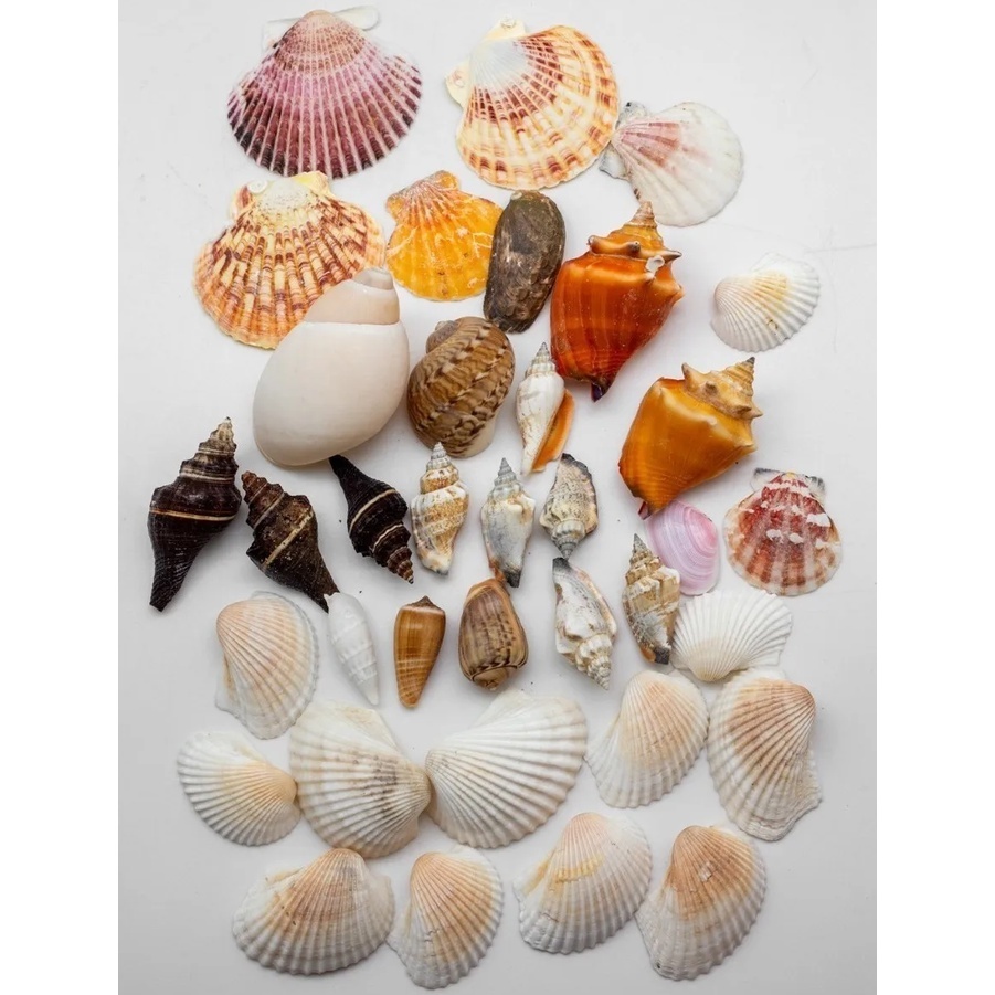1 kilo - Conchas do mar naturais - Para decoração e artesanato - Conchas marinhas naturais