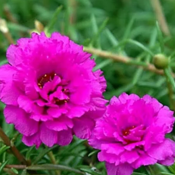 Sementes Onze Horas Cores Variadas Dobrada