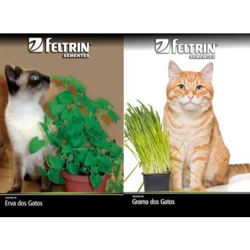 Kit Sementes de Erva e Grama para Gatos - 2 Variedades (8 envelopes) - Sementes Feltrin