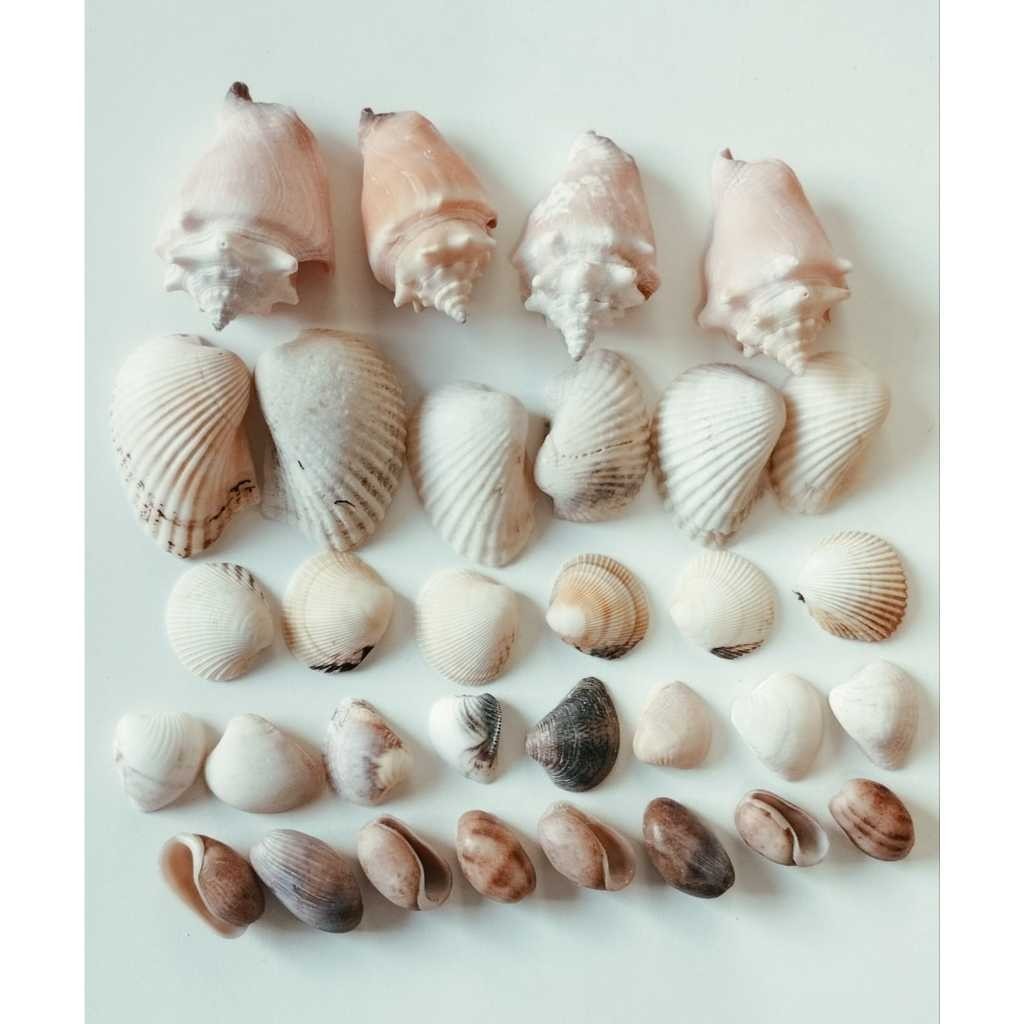 Conchas do mar naturais COMBO COM 32 PEÇAS sortidas (as mesmas da foto) - conchas do marinhas, conchas da praia, decoraç