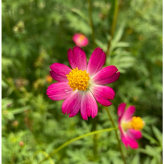30 Sementes de Cosmos Rosa Ulam Raja (Cosmos caudatus) - Aromática, PANC e com flores para o jardim e as abelhas nativas em Oferta na Shopee