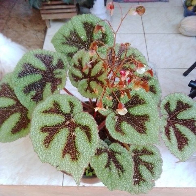 50 sementes Begônia Masoniana ,begônia trem de ferro,novas legitimas