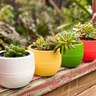 Vaso Decorativo Autoirrigável Redondo Bigball KIT 5UN para Suculentas Perfeito para Casa e Jardim