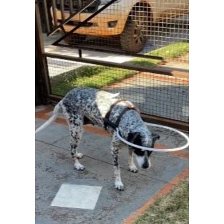 Coleira para cão cego raças grandes