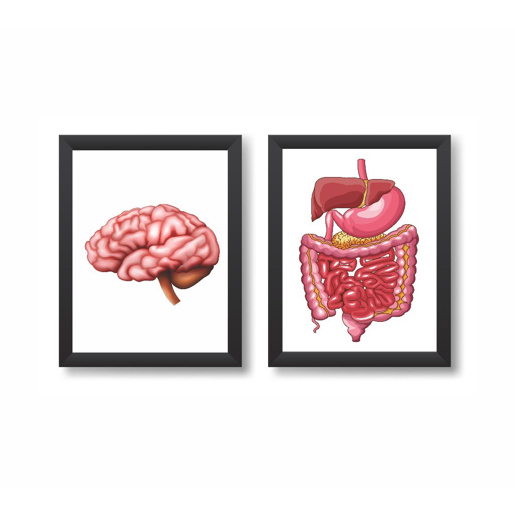 Kit 2 Quadros Decorativos Cérebro e Sistema Digestivo Molduras 20x30cm Madeira Vidro Cor Brancas