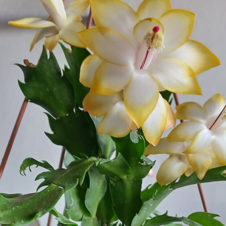 Flor de Maiô Amarelo - Comprar com Melhor Preço em Outros