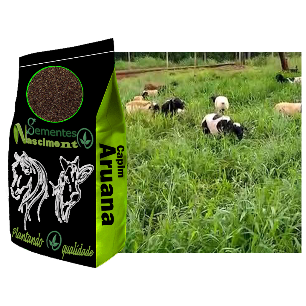 2kg Sementes de capim aruana para formar pastagem forragem de qualidade e resistente a condições climáticas