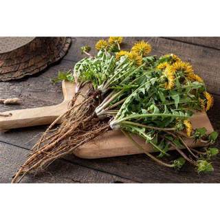 Dente De Leão folhas - PREMIUM - 50 gr. - em Oferta na Shopee