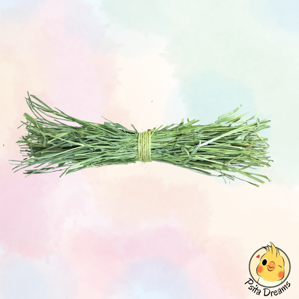 Brinquedos para Porquinho India: Onde Comprar | BuscaProdutos