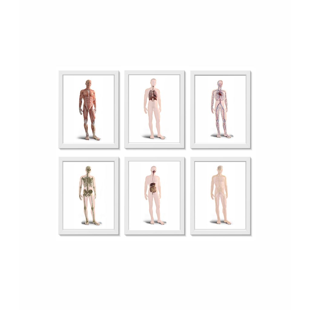 Kit 6 Quadros Decorativos Anatomia do Corpo Humano Molduras 20x30cm Madeira Vidro Cor Brancas
