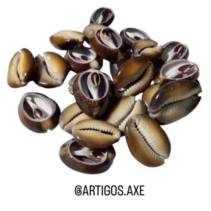 Búzios Abertos e Fechados: Onde Comprar | BuscaProdutos