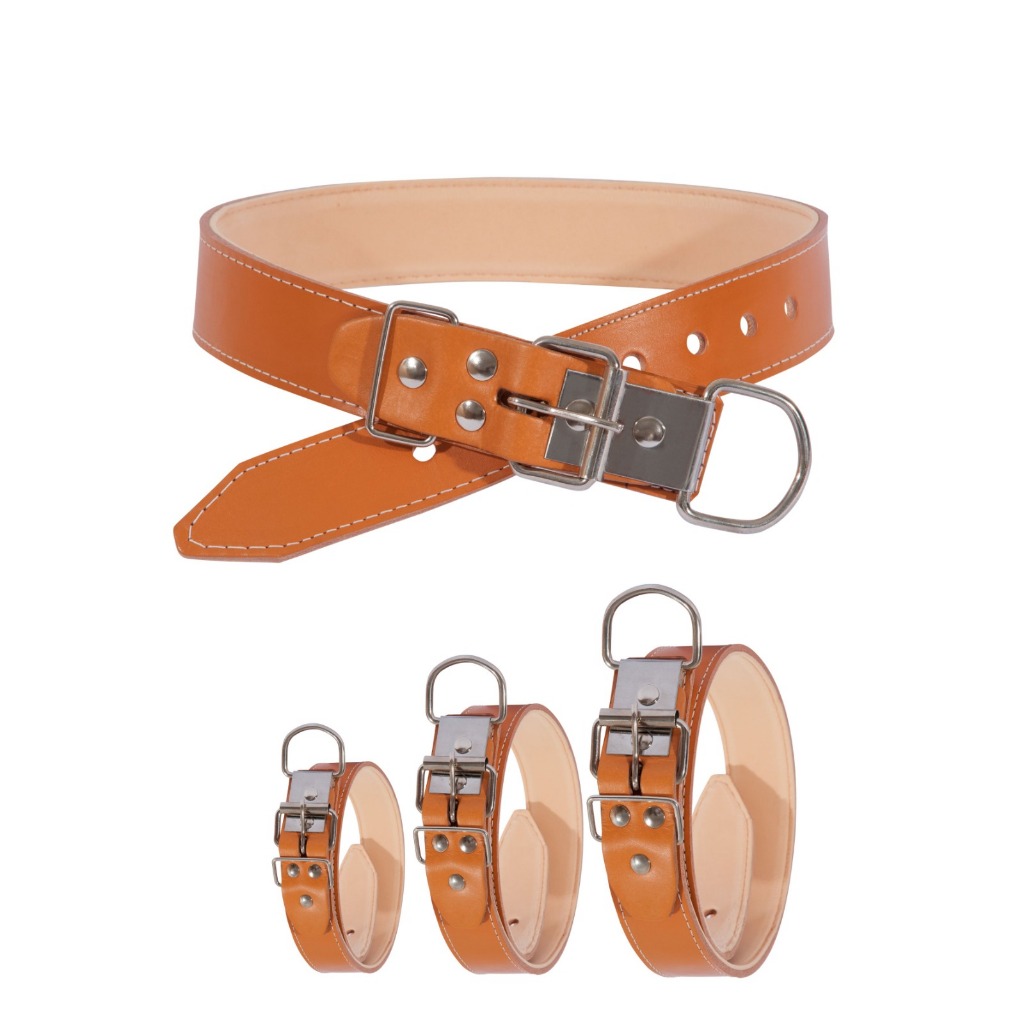 Bull Terrier Cachorro: Onde Comprar | BuscaProdutos