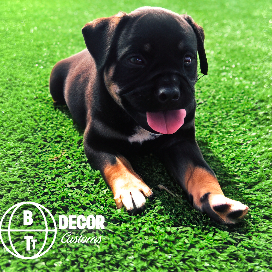 Tapete Grama Sintética Atóxica Higiênica Pets Cachorro Gato em Oferta na Shopee