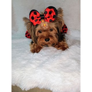 LAÇO PET ORELHINHA DA MINNIE COM ELÁSTICO REGULÁVEL PARA CÃES E GATOS. em Oferta na Shopee