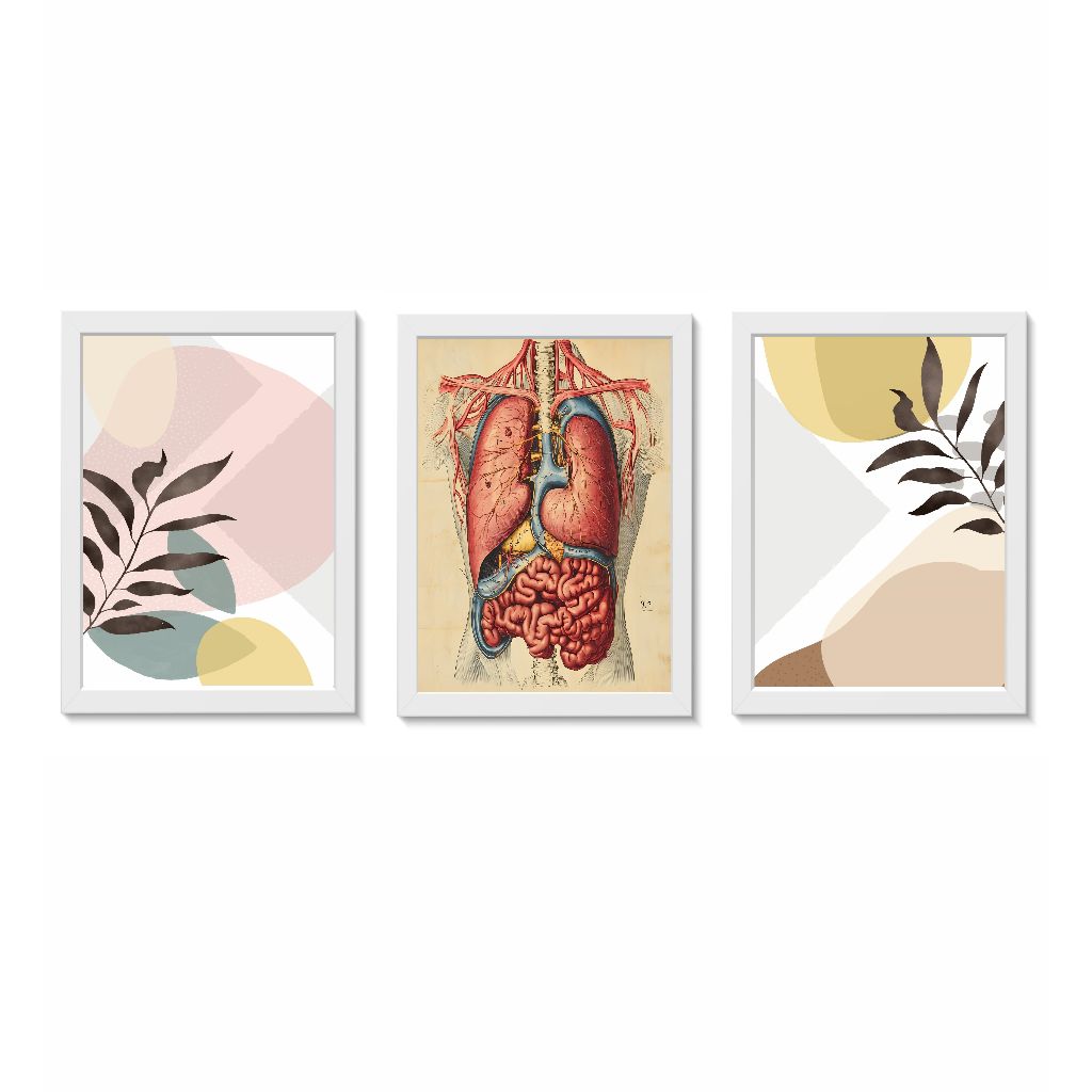 Kit 3 Quadros Decorativos Anatomia do Corpo Humano Tamanho 20x30cm Molduras Madeira Vidro Brancas