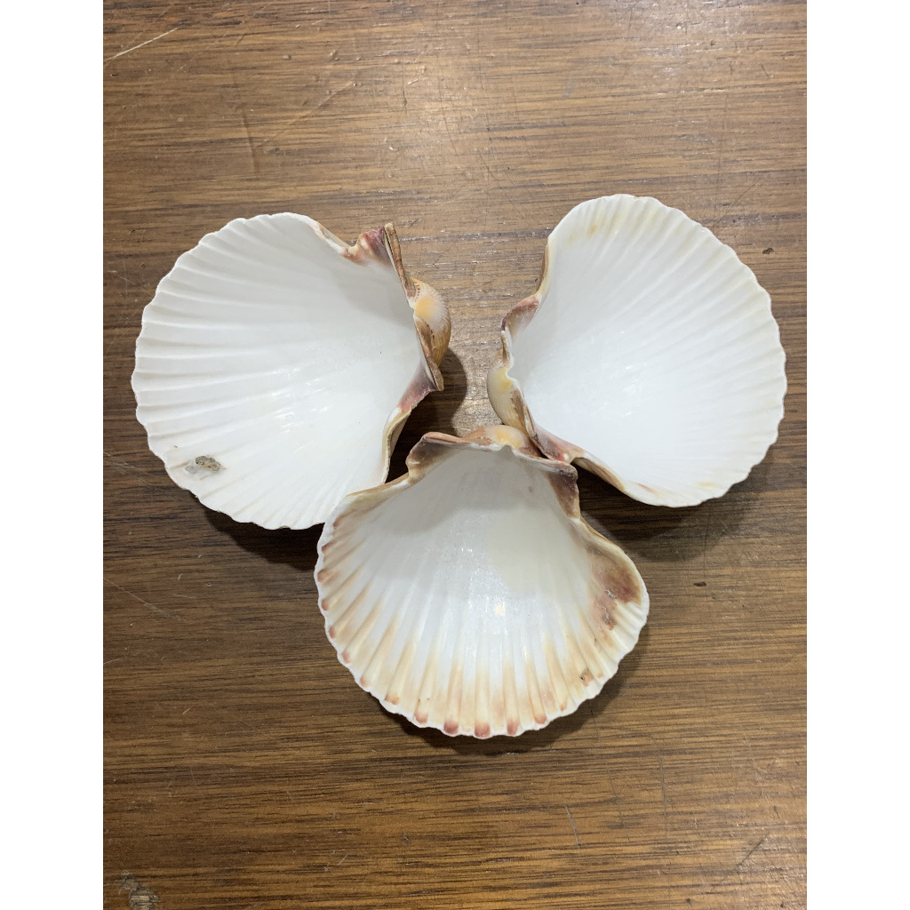 Concha Shell Oxum Umbanda e Candomblé 3 Unidades.