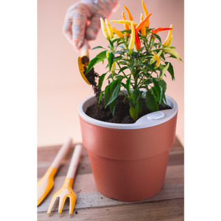 Vaso Hortinha Autoirrigável Planta Tempero Jardim Redondo Ou G em Oferta na Shopee