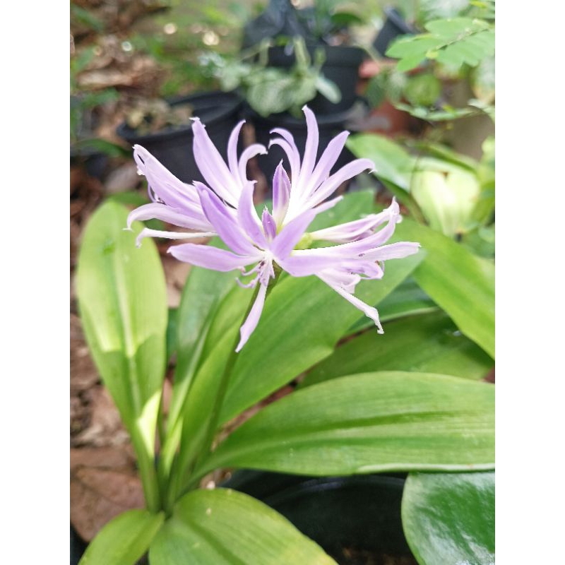 Bulbo de Amarílis: Onde Comprar | BuscaProdutos