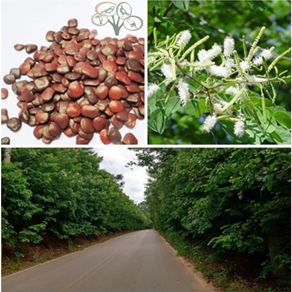 1500 sementes de sansão do campo, cerca viva