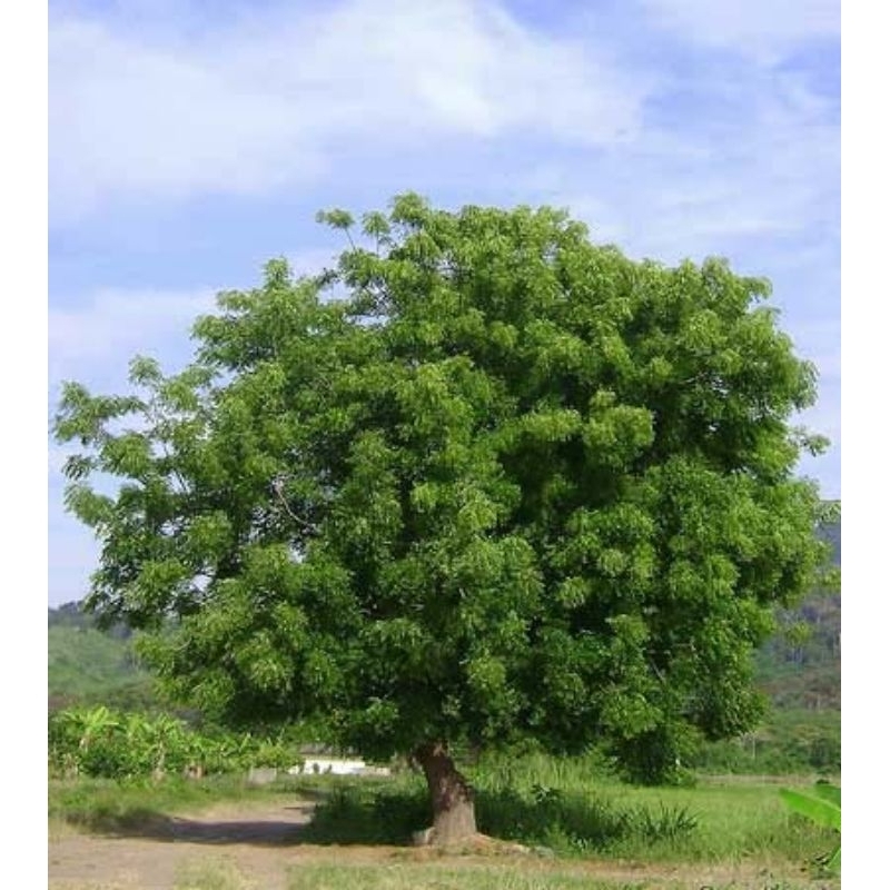 200 Sementes de Nim ou Neem Indiano para plantio.