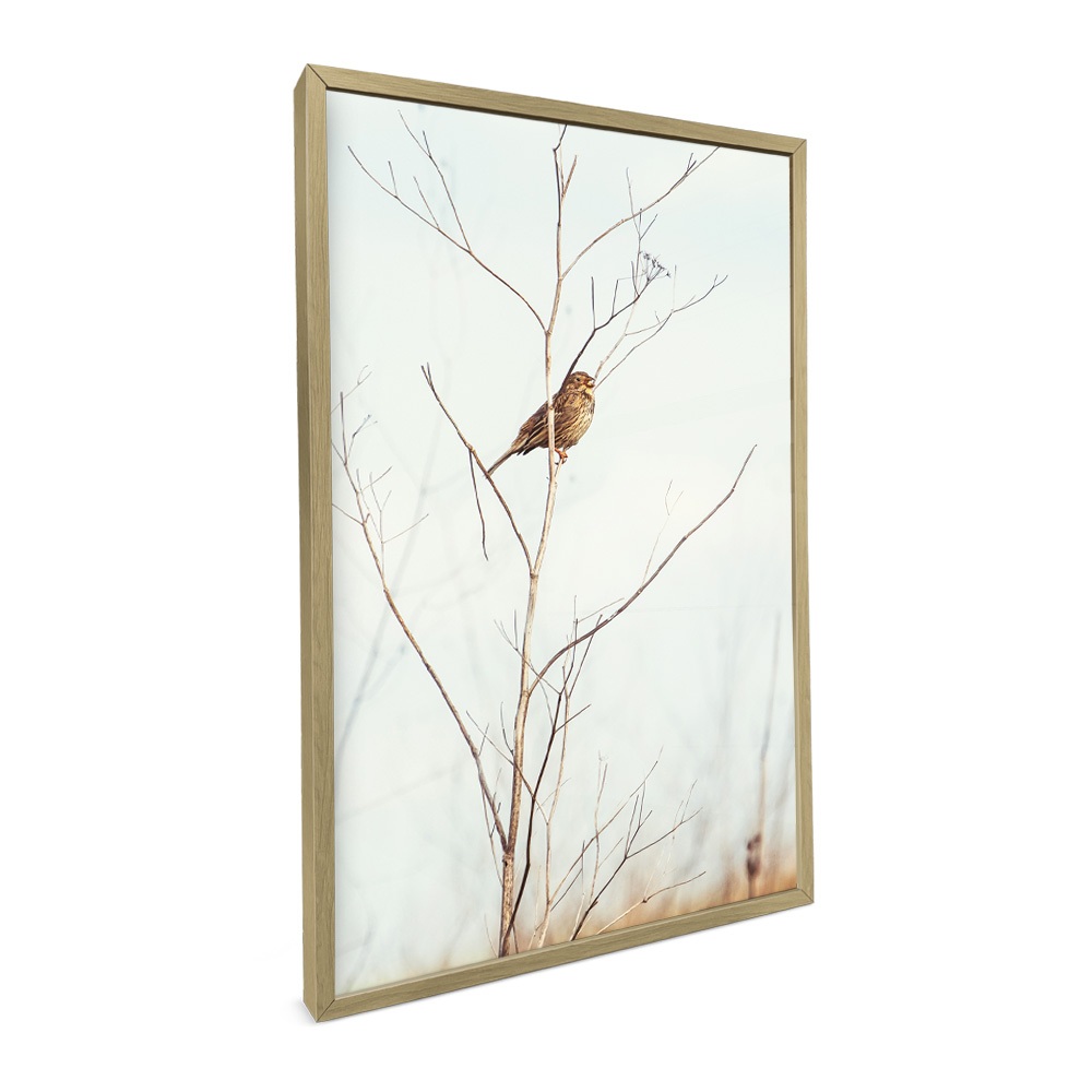 Quadro Decorativo Sala Pássaro Em Galho Quadros Decorativos Quarto Natureza Pássaros Com Moldura · foto 2