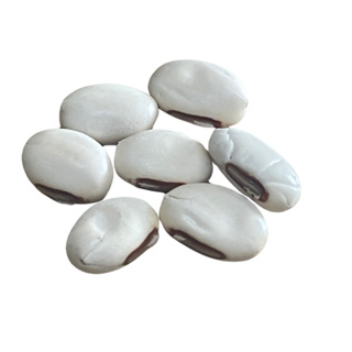 Fava De Oxalá Orixá Umbanda E Candomblé em Oferta na Shopee