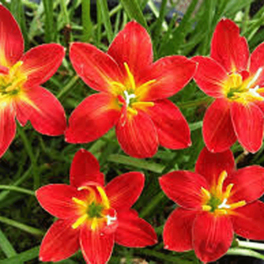 Junquilho Amarelo: Onde Comprar | BuscaProdutos