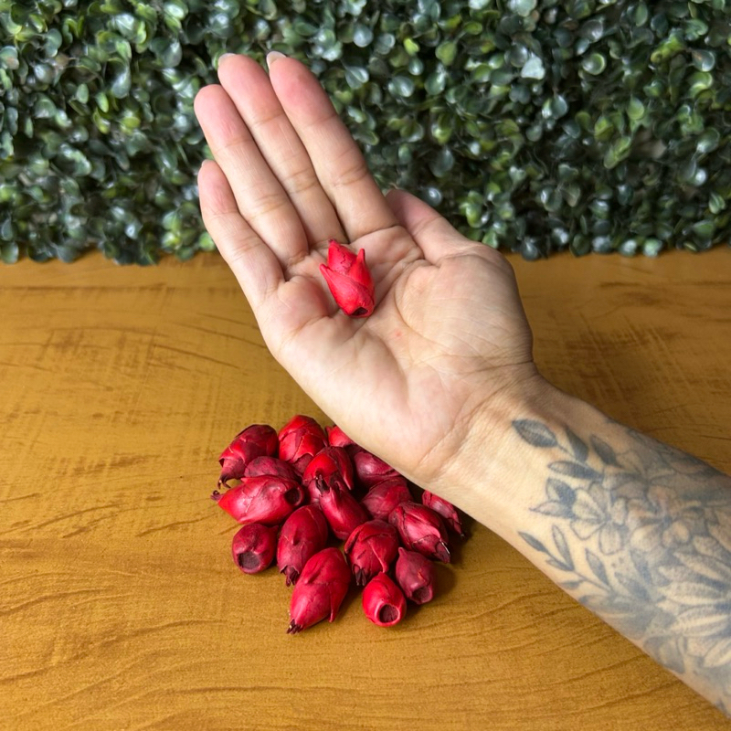 Kit com 06 Fava Semente Pomba Gira Para Rituais Diversos Umbanda Candomblé