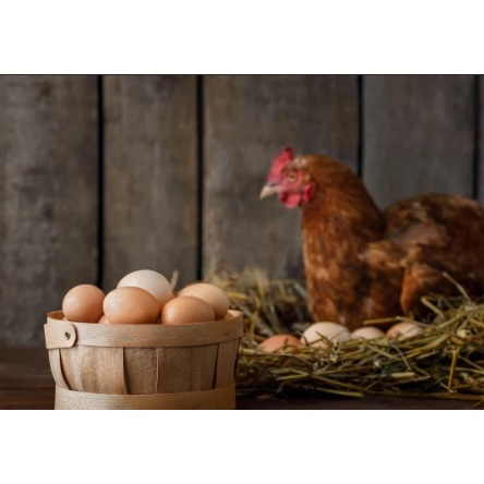 Ninho Aves (Capim Feno Seco ) Ninho De Galinha Calopisita Passarinho Saco 1kg