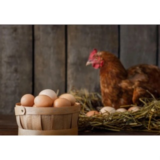 Ninho Aves (Capim Feno Seco ) Ninho De Galinha Calopisita Passarinho Saco 1kg em Oferta na Shopee