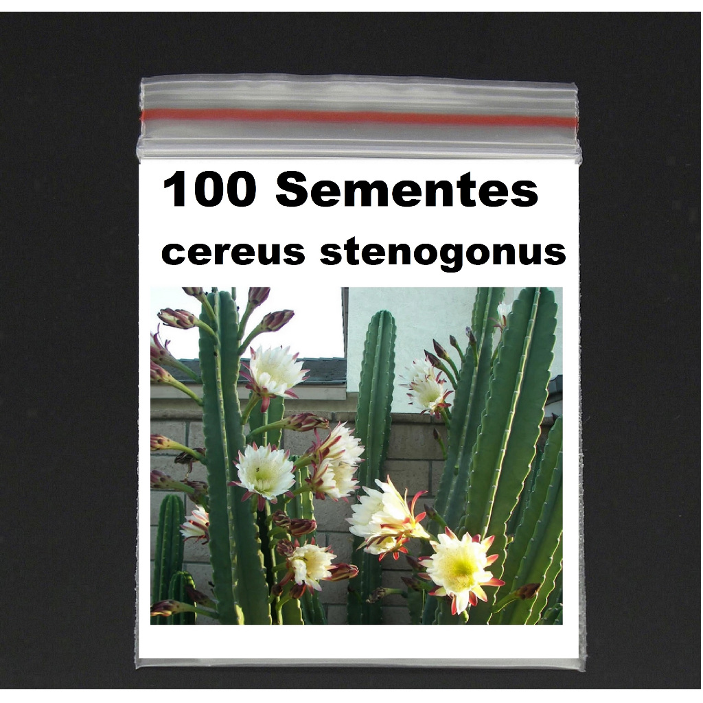 100 Sementes frescas cacto mandacaru Cereus Stenogonus mais 20 Saguaro Gigante