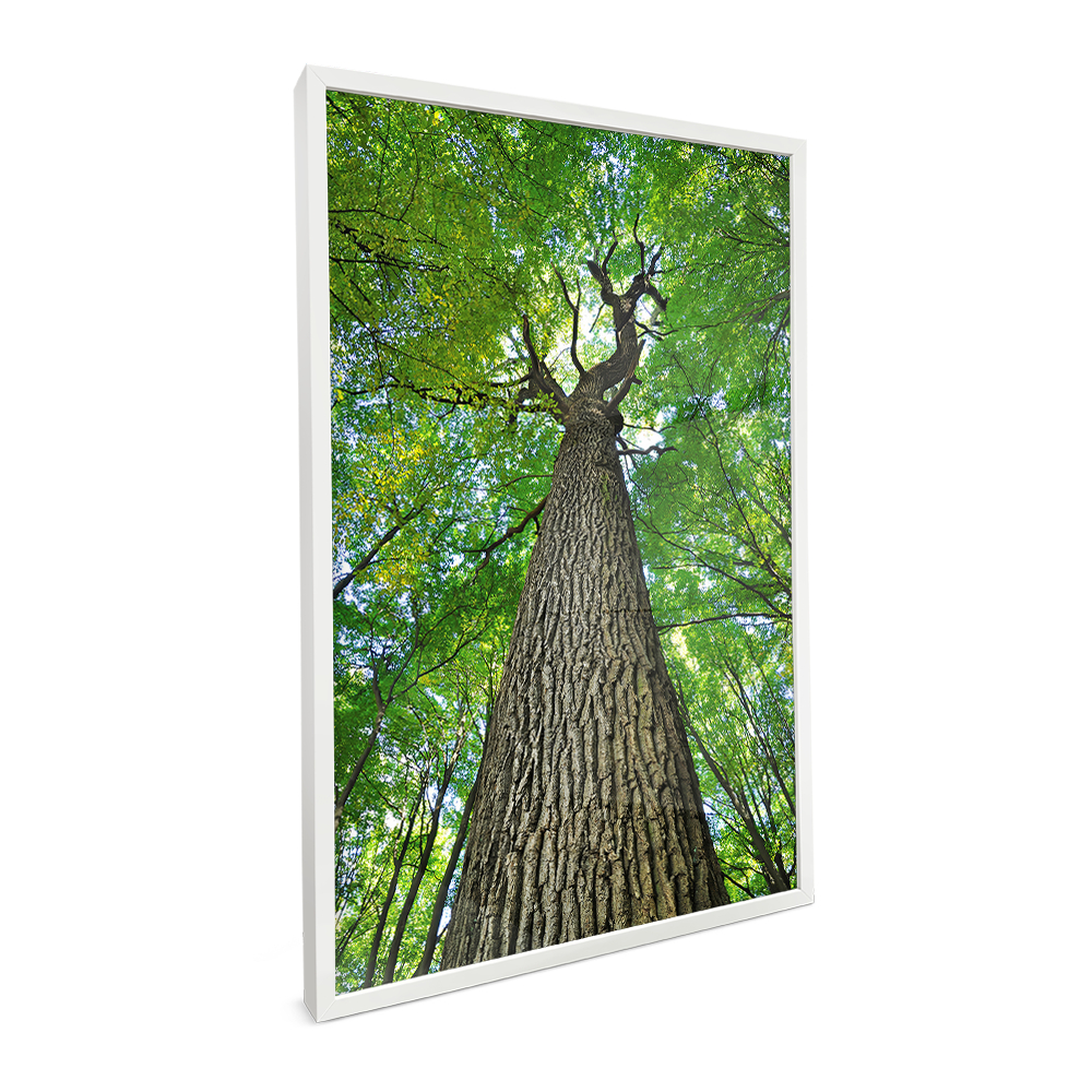 Quadro Natureza Folhagem Com Moldura Vidro Quadro Decorativo Sala Grande Quadro Quarto Copa Árvore