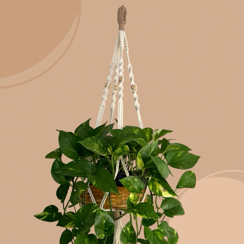 Suporte Para Plantas Pendente Suspenso para Vaso de Plantas ou Cesto de Palha em Macramê | Plant Hanger |Jardim Vertical