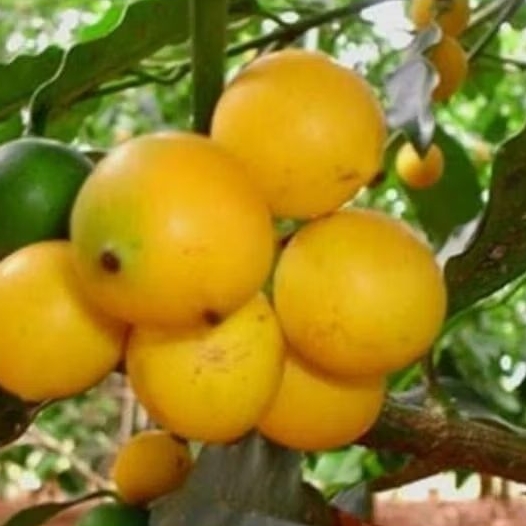 Bacupari Muda: Guia Completo e Onde Comprar | BuscaProdutos