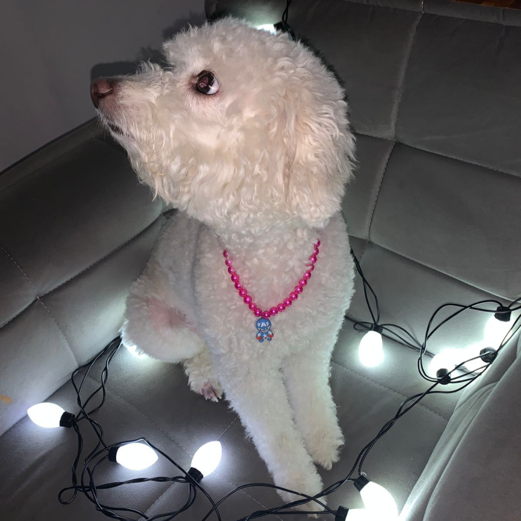 Luminaria Led Americana  20 Led Branco Frio Fixo Prova D'água Fio Preto Stranger Thinks em Oferta na Shopee