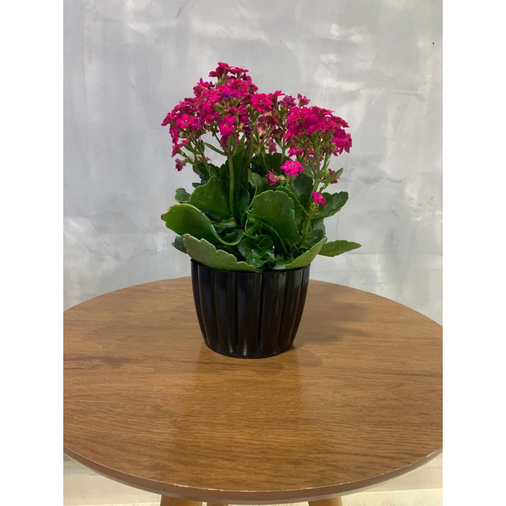 KIT 10 Vasos de Plantas Centro de Mesa Pote Nº 2 - 11 cm para Violeta - Cactos - Suculentas e outras
