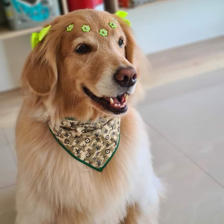 50 Bandanas Tamanho G Com Viés Personalizadas Pet Shop Cachorro