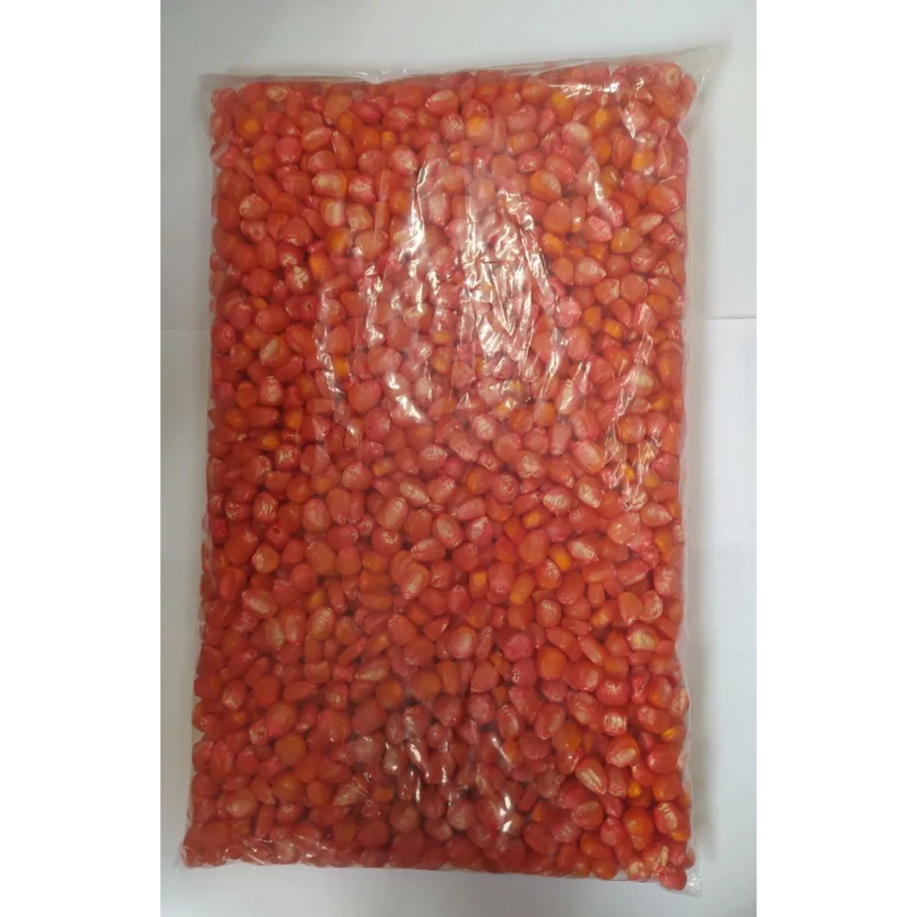 Semente Milho de Planta 1kg Transgênico Resistente a Pragas