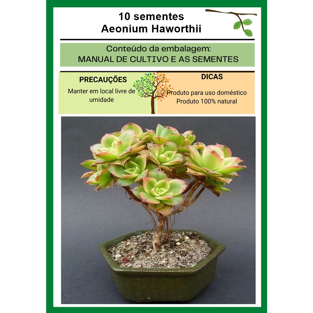 Aeonium Haworthii 10 Sementes Echeveria Suculenta Cacto