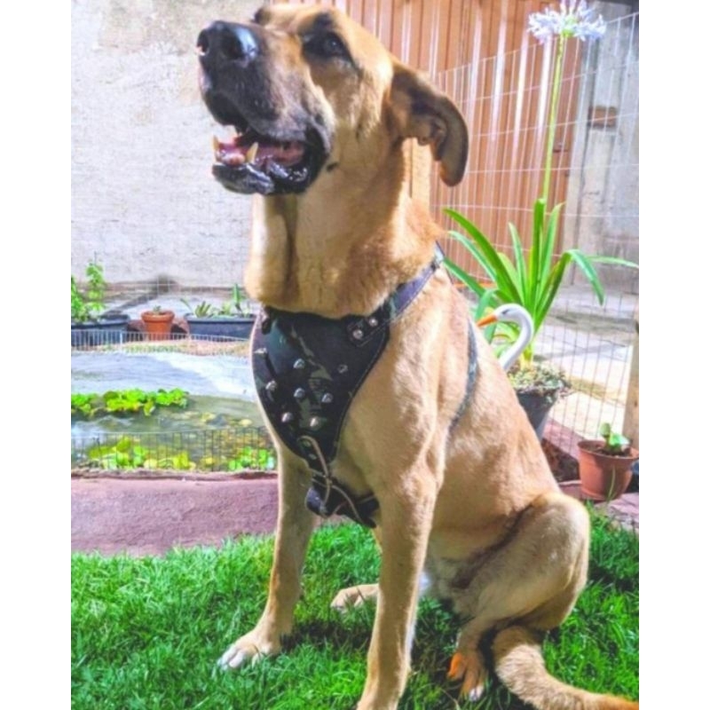 Peitoral cravejado  Cachorro Pitbull Rottweiller  Spike Curo + guia de corda com amortecedor