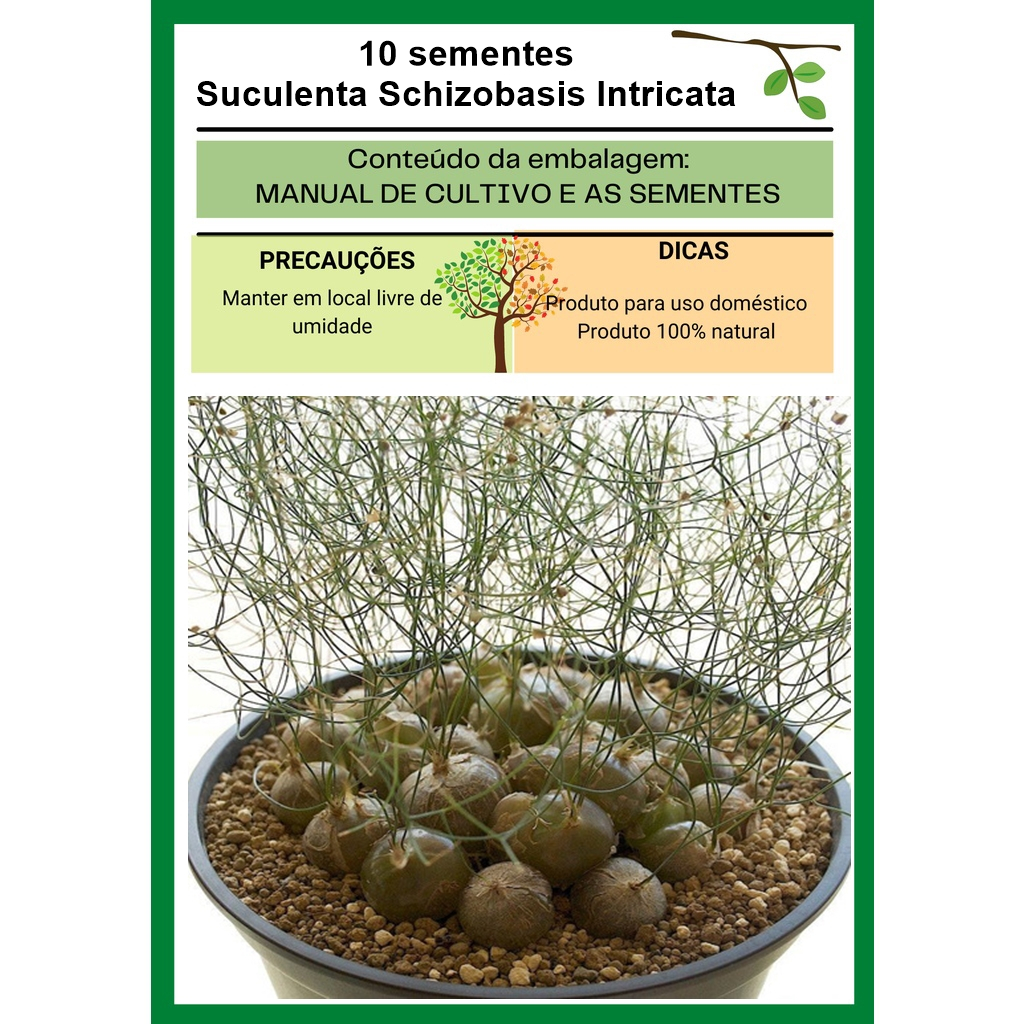 Suculenta Schizobasis Intricata 10 Sementes Rara Cacto