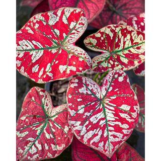 100 sementes caladium ‘‘Florida Moonlight’ com manual de cultivo pronta entrega envio em 24h em Oferta na Shopee