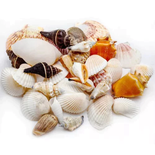 Conchas Do Mar Artesanato Mix Diversas 500g Aquário Vela Artesanato