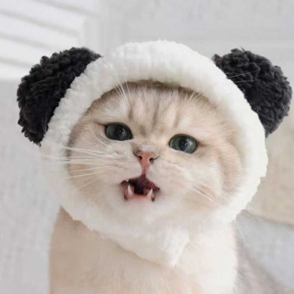 Touca ursinho para gato e cachorro