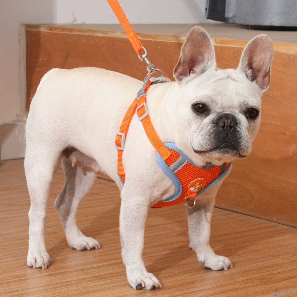 Coleira Para Cachorro Gato Peitoral, Conjunto De Guia + Coleira Tipo Colete Para Pet Pequenos E Médios