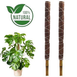 Kit 02 Tutor Planta Trepadeira Em Bambu E Fibra De Coco em Oferta na Shopee