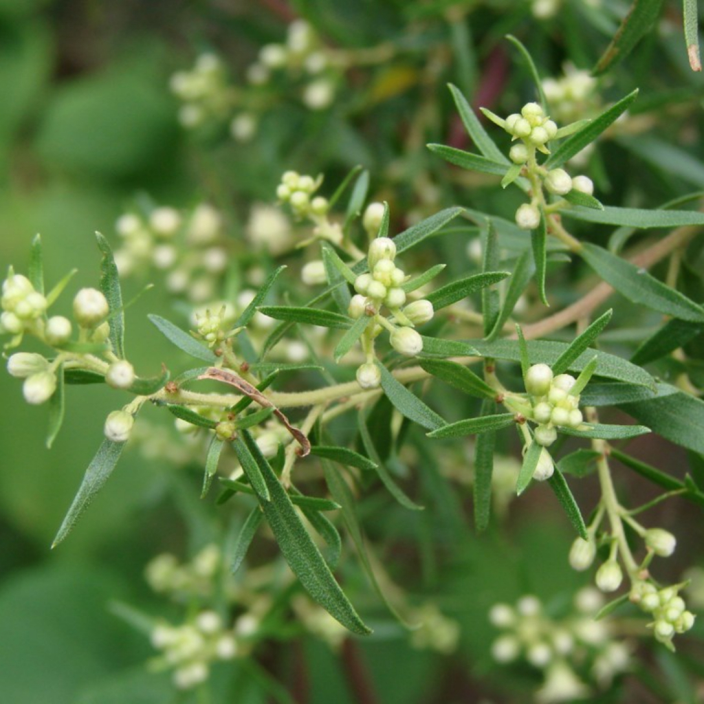Sementes de ALECRIM DO CAMPO/ Vassourinha/ Bacharis dracunculifolia