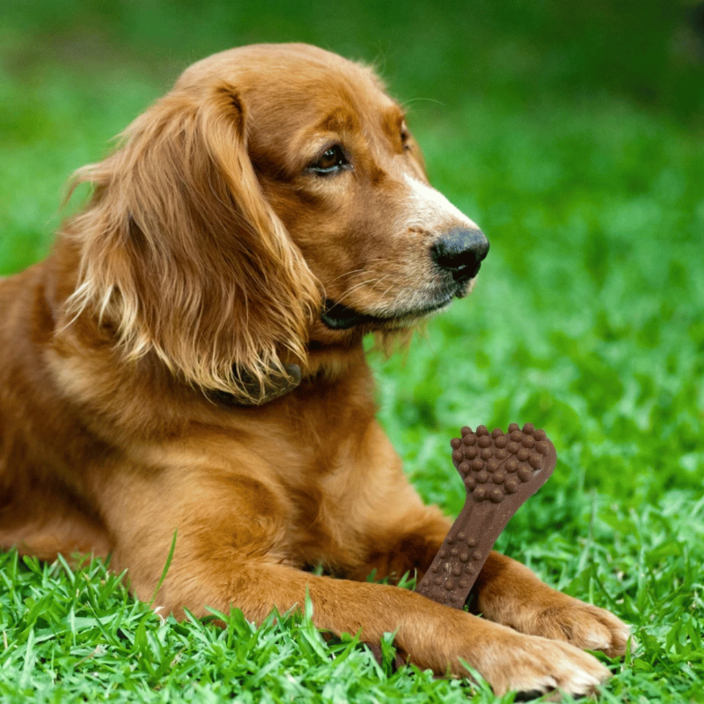 Mordedor Saborizado para Cães – Aroma de Carne, Limpeza Dental e Diversão em Oferta na Shopee