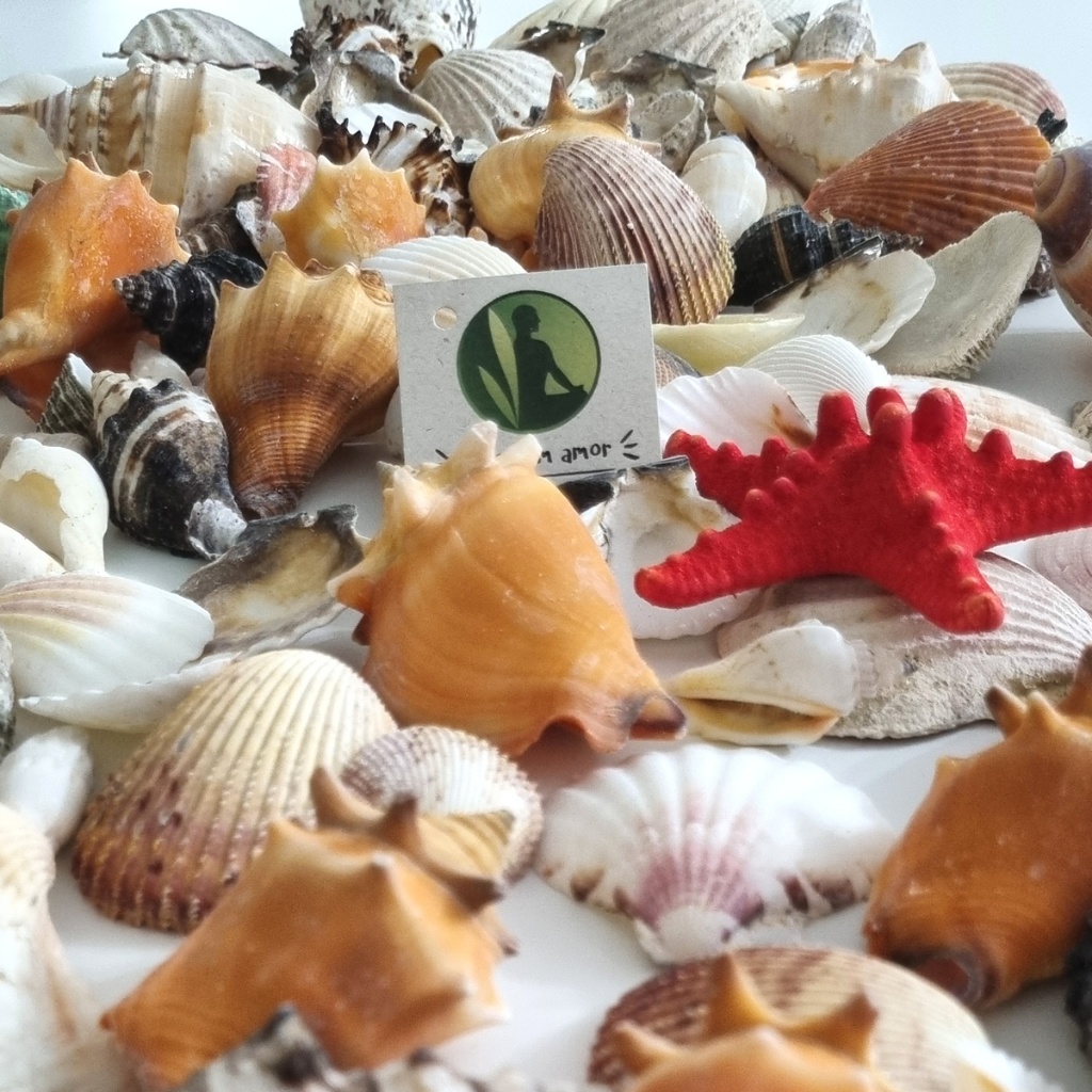 Imagem Coleção de Conchas e Caracóis do Mar, Decoração Oceano, Praia, Beach, Fundo do Mar Conchas Naturais