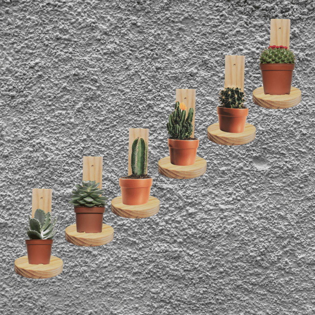 Prateleira de Madeira para Suculentas: Onde Comprar | BuscaProdutos
